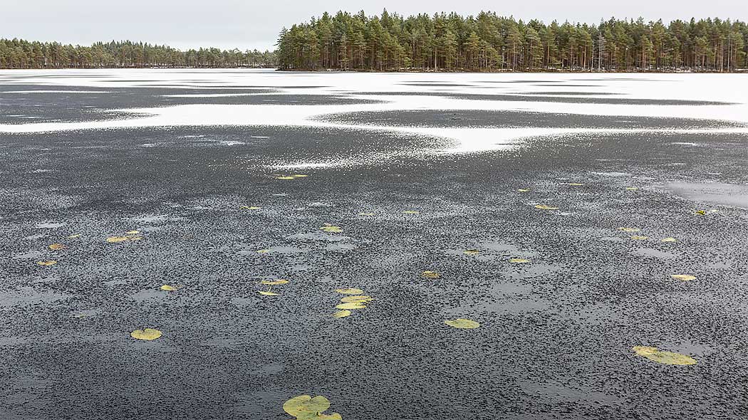 Sjöns yta är i tunn is och det ligger lite snö på isen. I snöfria områden kan man se näckrosblad under isen. Det finns en skog bakom sjön.