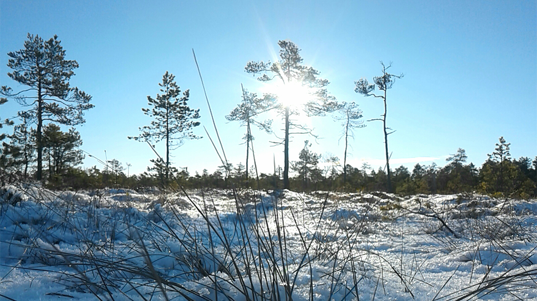 Snön täcker myrmarken, men några gräsväxter syns ovan snöytan. Längre bort på  bilden skiner solen mellan de små tallarna.