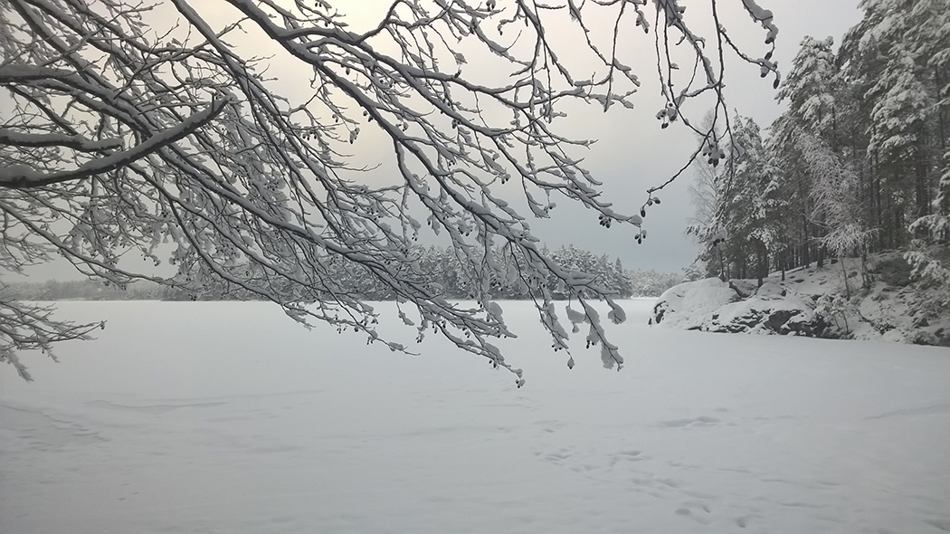 Vinterlandskap med snöklädda träd. Sjön har också fått ett vitt snötäcke.
