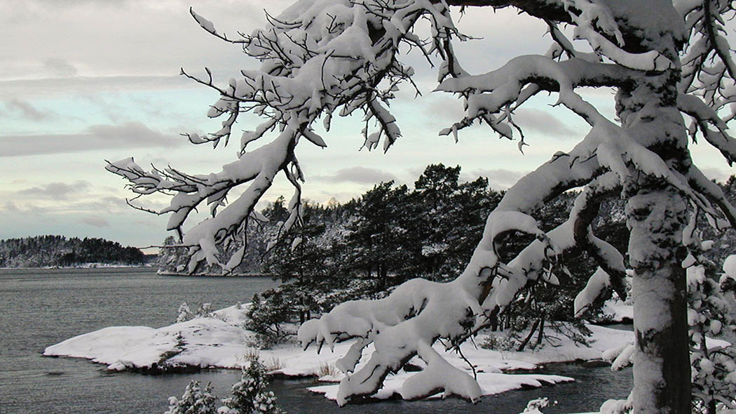 Vinterlandskap med snöiga tallar i förgrunden och i bakgrunden öppet vatten.