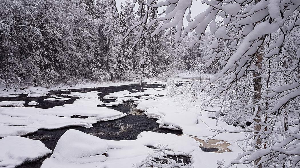 Vinterlandskap med en flod som är delvis öppen i den snötäckta skogen.
