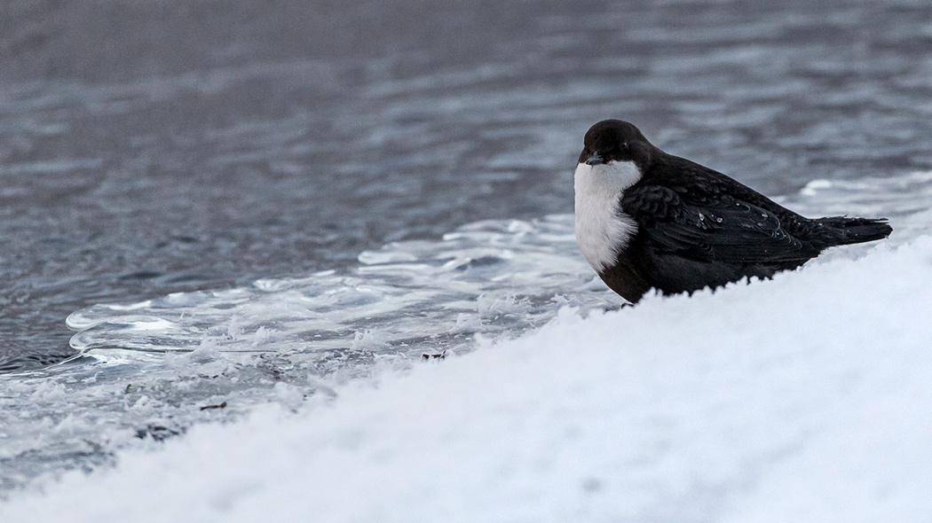 En vinterbild, flodvatten som inte är fruset och snö och is i förgrunden. Det sitter en svartvit fågel på isen, Strömstaren.
