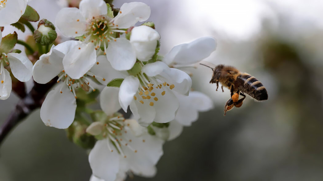 Ett bi flyger bland blommorna på ett äppelträd.