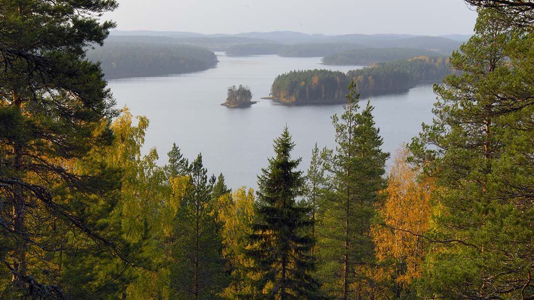 Utsikt över Neitijärvi genom höstskogen.