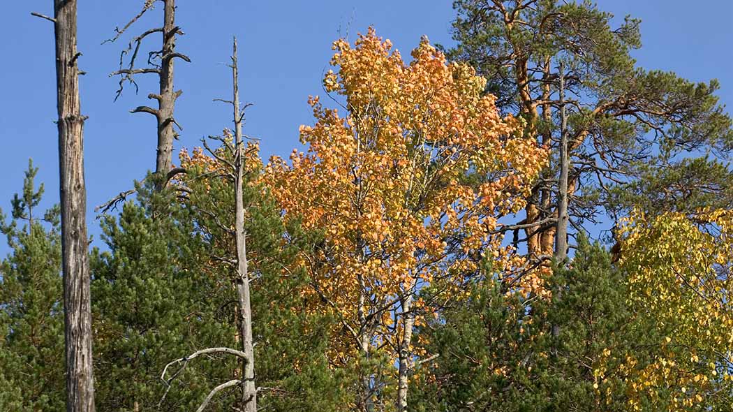 Höstlika färger kan ses i trädtopparna. Bland träden finns även torrfuror.