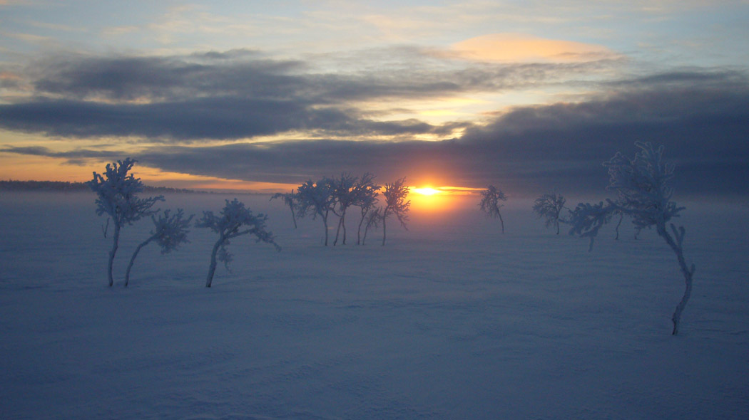 Ett vintrigt vildmarkslandskap. Träd kan ses i snön.