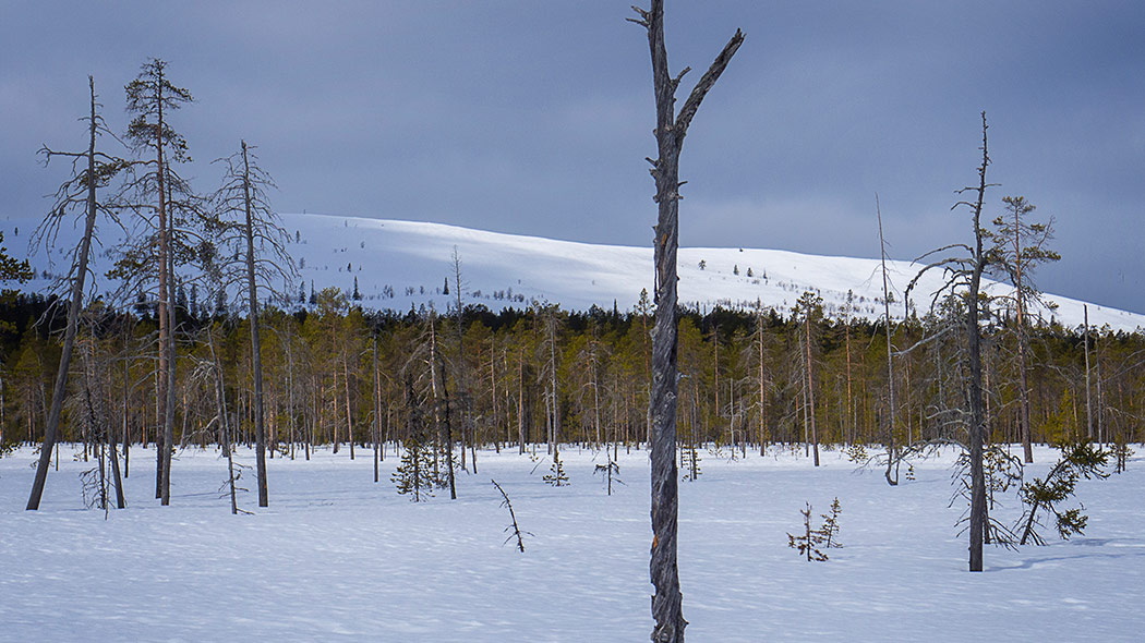 I bakgrunden finns ett snötäckt fjällandskap. I förgrunden syns ett orört snötäcke i en gles skog. En torrfura står längst framme i bilden.