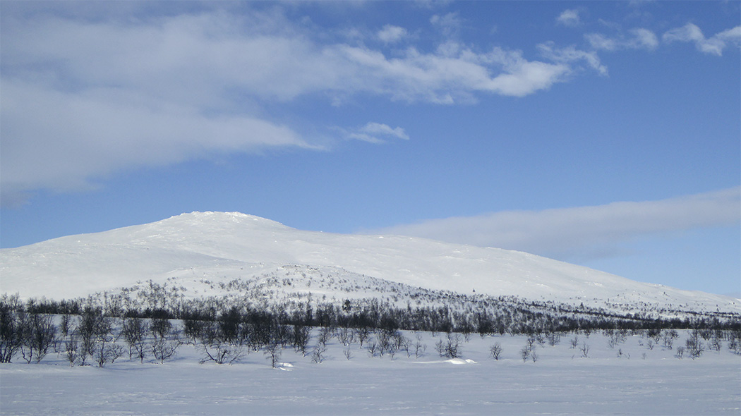Ett snötäckt landskap, dvärgbjörkar kan ses i snön. I bakgrunden tornar en trädlös fjälltopp upp sig, himlen är blå med några enstaka vita moln.