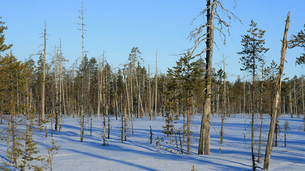 Träsk täckt med snö, massor av stockar i terrängen, tät skog i bakgrunden.