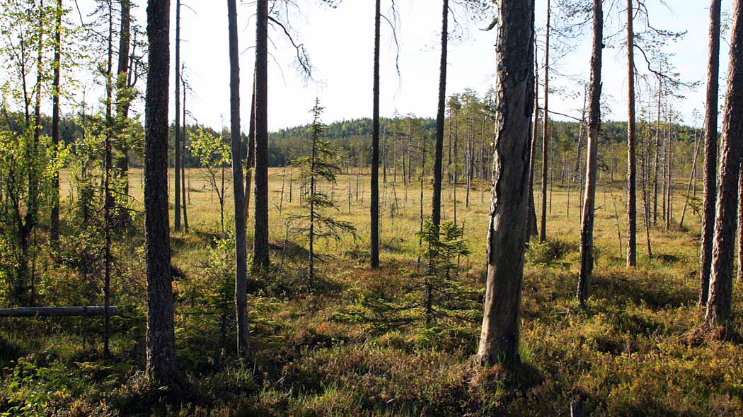 Ett myrområde kan ses genom den glesa tallskogen. En trädbeklädd backe tornar upp sig vid myrens kant.