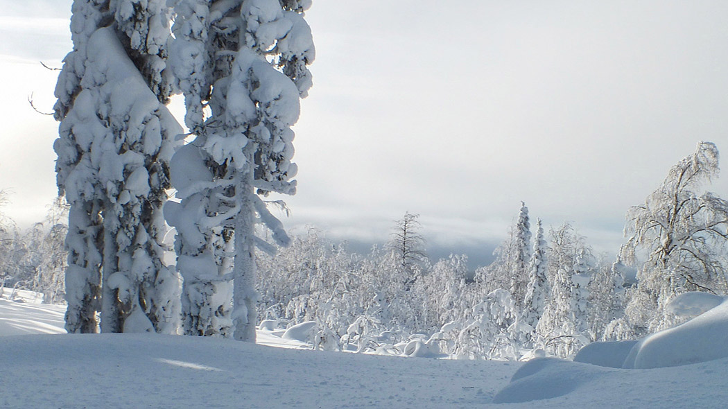 Snöig farskog, snötäckta träd i förgrunden.