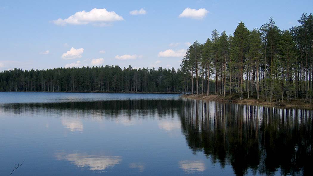 En lugn sjö med skogbeklädda stränder.