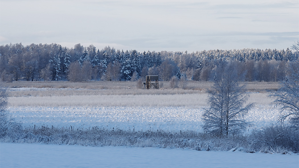 En snöig våtmark. I förgrunden två björkar, i mitten på bilden ett fågeltorn i bakgrunden skog.