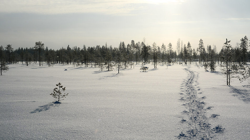 Skidspår i en snöig myr, i bakgrunden skog.