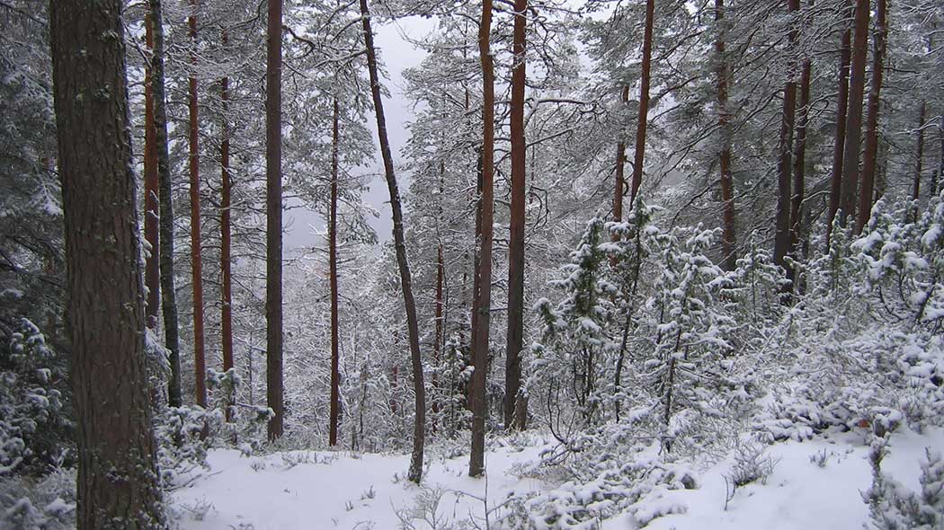 Snöig skog.
