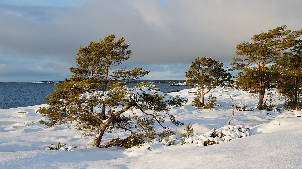 En snöig havsstrand på vintern. I förgrunden tallar, i bakgrunden öppet hav.