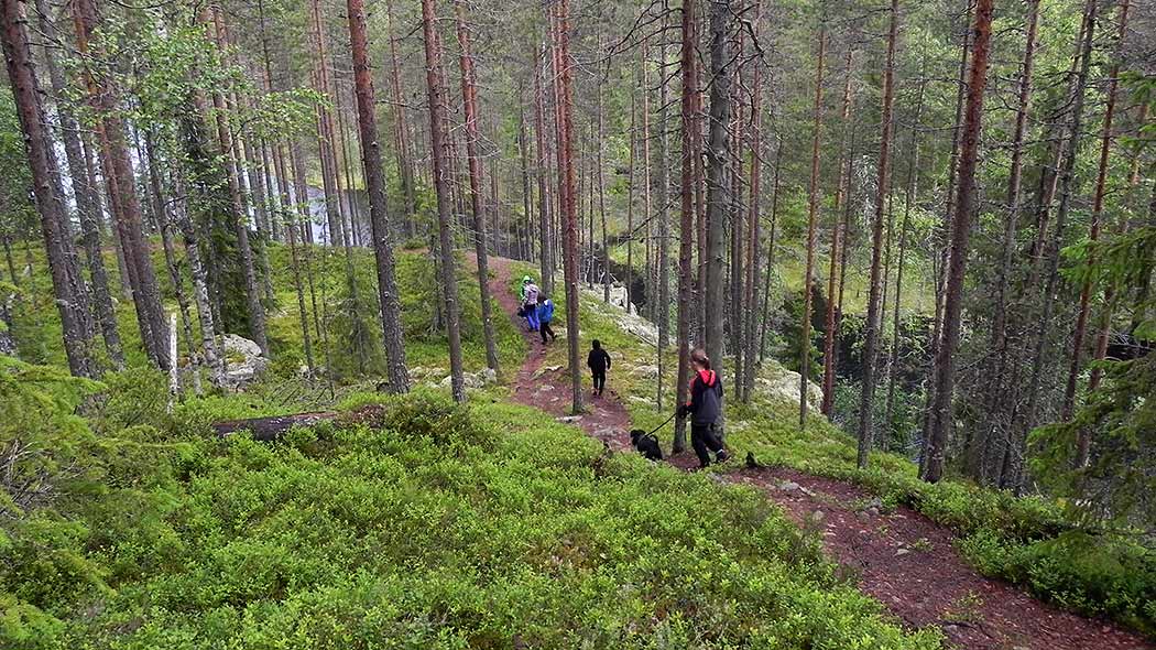 Vandrare går längs en stig nerför en kulle i sommarsskog. Den sista vandraren har en hund i koppel.