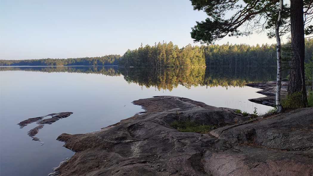 Sommarmorgon vid sjön. I förgrunden finns klippor och två träd, däremellan en lugn sjöyta och längre bak skog.